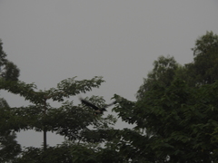 Anthracoceros albirostris