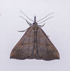 Hypena iconicalis