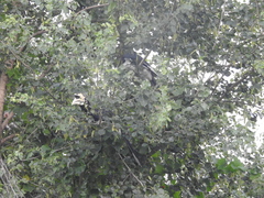 Anthracoceros albirostris