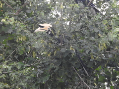 Anthracoceros albirostris