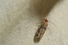 Zeiraphera canadensis