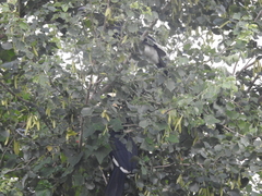 Anthracoceros albirostris