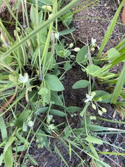 Basananthe sandersonii