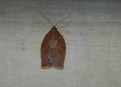 Epichoristodes dorsiplagana