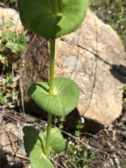 Smyrnium perfoliatum