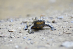 Bombina variegata pachypus