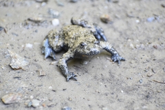 Bombina variegata pachypus