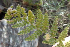 Asplenium cordatum