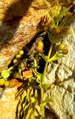 Teedia lucida