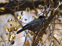 Melaniparus cinerascens