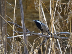 Melaniparus cinerascens