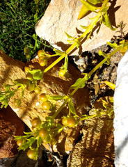 Teedia lucida
