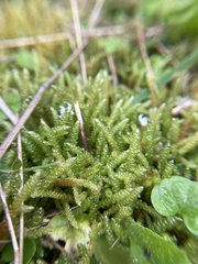 Lembophyllum divulsum