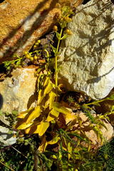 Teedia lucida