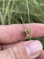 Scleria pauciflora pauciflora
