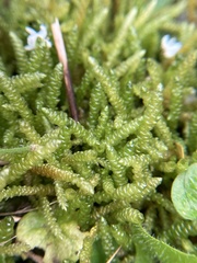 Lembophyllum divulsum
