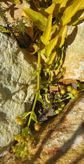 Teedia lucida