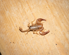Euscorpius aquilejensis
