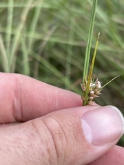 Scleria pauciflora pauciflora