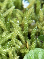 Lembophyllum divulsum