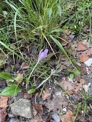 Colchicum lusitanum