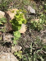 Smyrnium perfoliatum