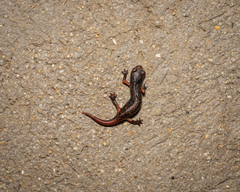 Speleomantes italicus