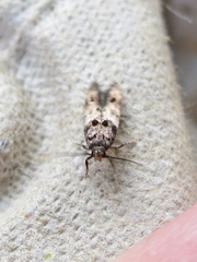 Walshia miscecolorella