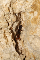 Speleomantes italicus