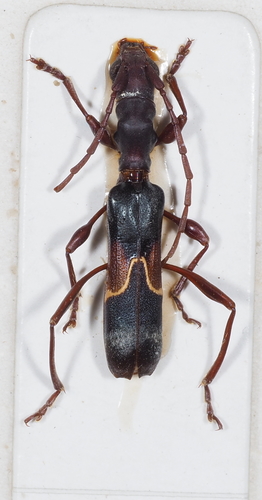Oxilus lomii