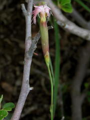 Dianthus micropetalus