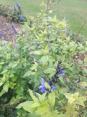 Salvia