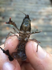Procambarus pearsei