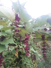 Leycesteria formosa