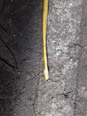Chironius spixii