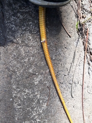Chironius spixii