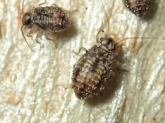 Nimbopsocus australis