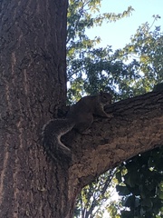 Sciurus carolinensis