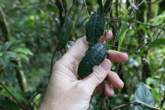 Aristolochia laheyana