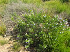 Psoralea speciosa