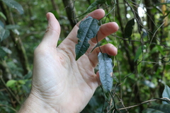 Aristolochia laheyana