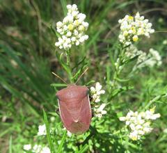 Basicryptus costalis