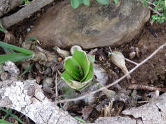 Albuca virens