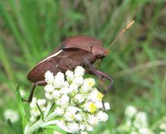 Basicryptus costalis