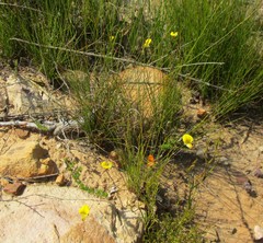 Aspalathus tenuissima