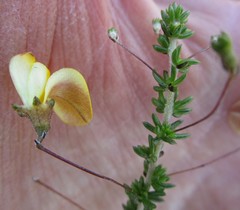 Aspalathus tenuissima