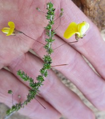 Aspalathus tenuissima