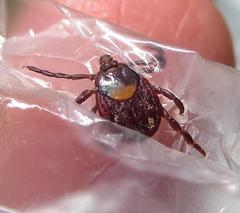 Rhipicephalus maculatus