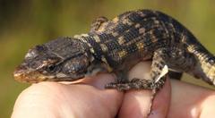 Pseudocordylus microlepidotus microlepidotus