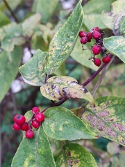 Sambucus racemosa